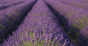 Lavendelfeld als neutrales Hintergrundmotiv f&uuml;r Fotoalbum.